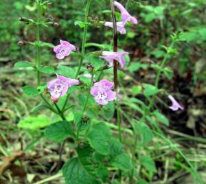 La Calamintha Sylvatica